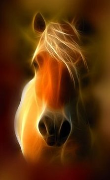 EQUINE
